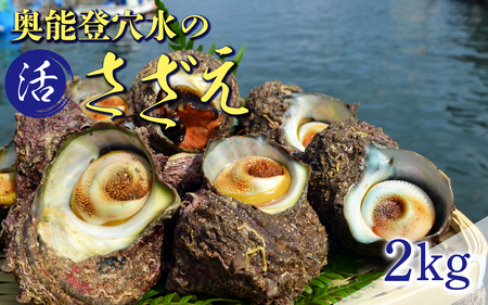 朝獲れ直送！ 活さざえ 約2kg  ～穴水湾でとれた新鮮活サザエ～|奥能登 能登半島 貝 海鮮