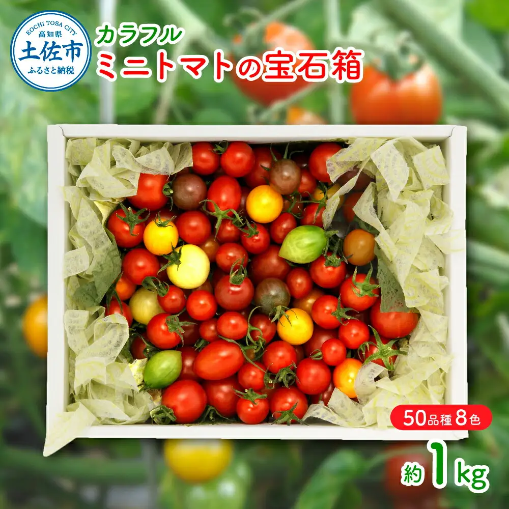 【先行予約】15品種7色の彩り/ カラフルミニトマトの宝石箱約1kg〈2026年12月下旬から順次発送〉高知県産 高知県 土佐市【ファーム輝】 [BQBM006]