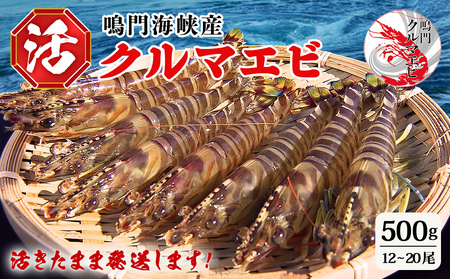 【予約受付中・8月頃より順次発送】活クルマエビ 500g　【活き発送】　※説明文をご確認ください
