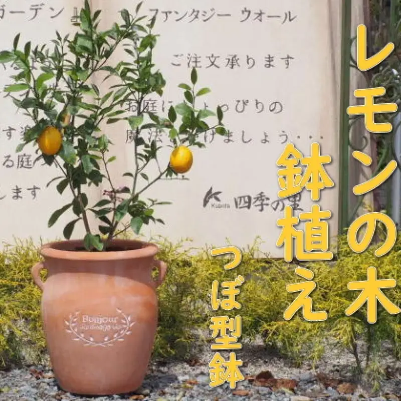 苗木 レモン レモンの木 鉢植え つぼ型 テラコッタ鉢 苗木