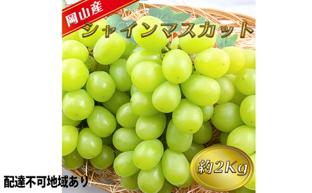 ぶどう 2026年 先行予約 シャイン マスカット 【9月上旬～順次発送分】約2kg 糖度抜群！  岡山県産 シャイマスカット