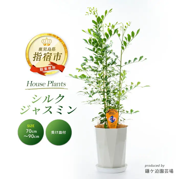 【観葉植物】シルクジャスミン70cm～90cm(鎌ヶ迫園芸場/IB086-005)