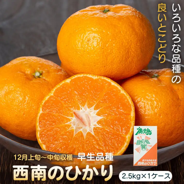＜先行予約＞ 西南のひかり(2.5kg×1ケース) 鹿児島 国産 みかん 柑橘 フルーツ【JA鹿児島きもつき高山支所】P18001