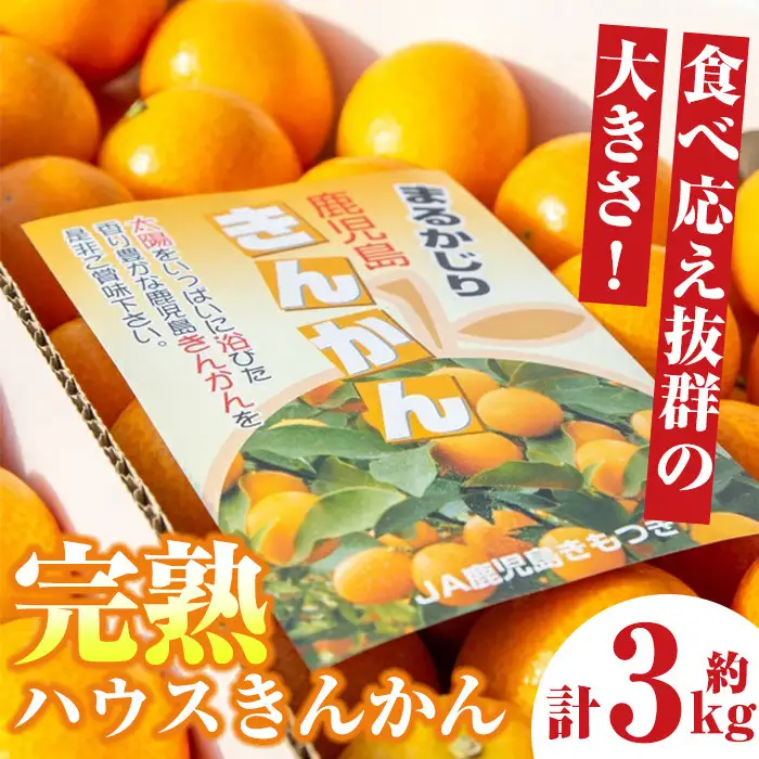 ＜先行予約＞ 完熟ハウスきんかん 約3kg×1ケース 鹿児島 国産 柑橘 金柑 フルーツ【JA鹿児島きもつき高山支所】A18004