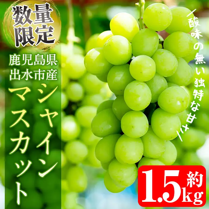 i214 ≪数量・期間限定≫シャインマスカット (計約1.5kg) 国産 鹿児島 出水市 ぶどう ブドウ 果物 くだもの フルーツ シャインマスカット マスカット 葡萄 旬 種なし 旬 歯ごたえ 冷蔵 【山門ぶどう園】