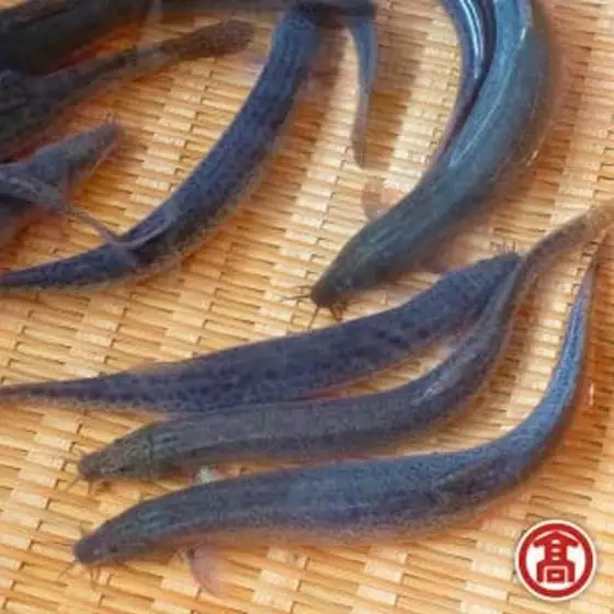 どじょう 活魚 ［髙島屋選定品］【ドジョウ どじょう 生きたまま 600g 骨 やわらかい 活魚 食用 魚 美味しい 栄養 健康 食べやすい 新鮮 島根県 安来市】【15-B1-01】