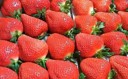 【2026年12月より順次発送】高級いちご「おおきみ」　約300g×2P　計600g★青谷ふぁーむ[H4134]