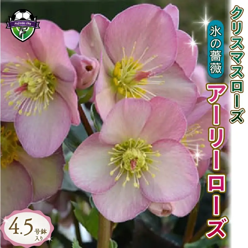 【 先行予約 ：2026年12月発送 】 花 クリスマスローズ アーリーローズ 4.5号 花 クリスマス