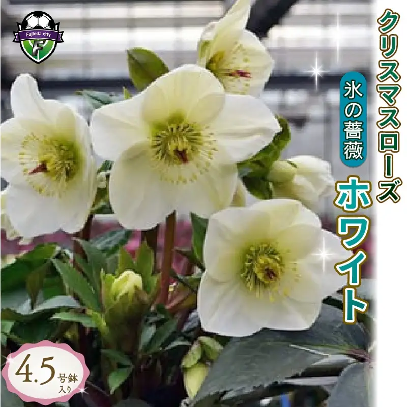 【 先行予約 ：2027年1月発送 】 花 クリスマス ローズ 白 4.5号 オンライン決済限定