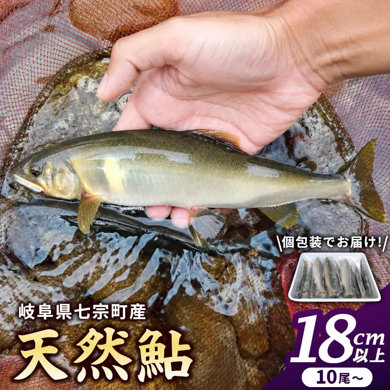 【2607-2568】※岐阜県産天然鮎七宗町産(18cm以上)