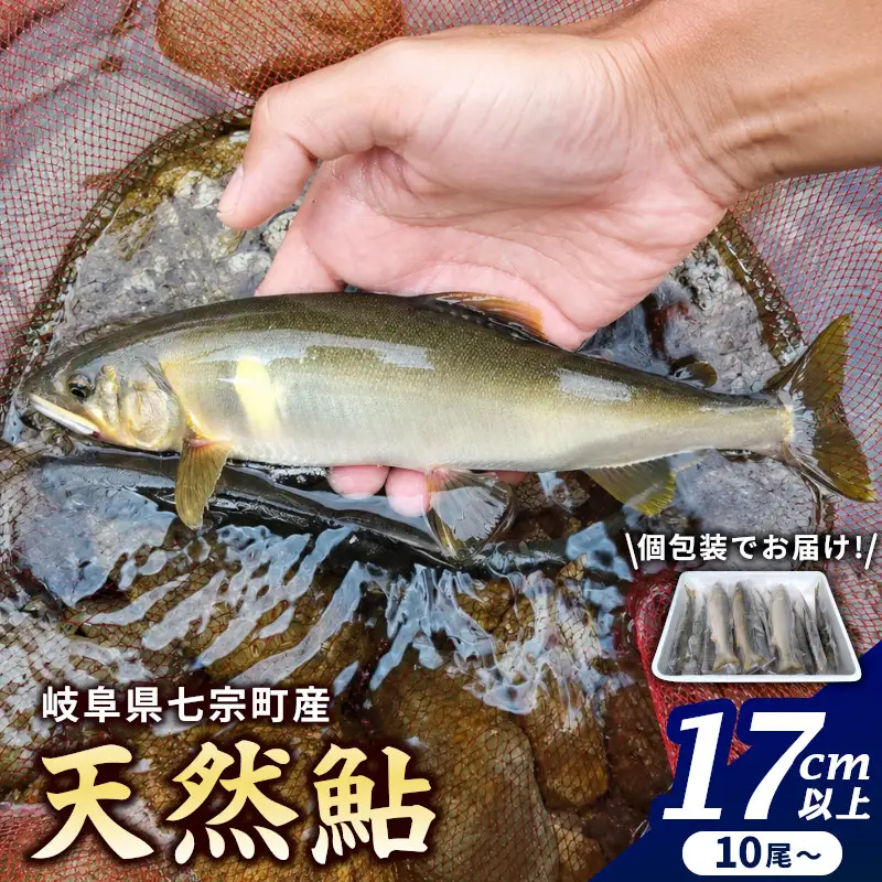 【2607-2567】※岐阜県産天然鮎七宗町産(17cm以上)
