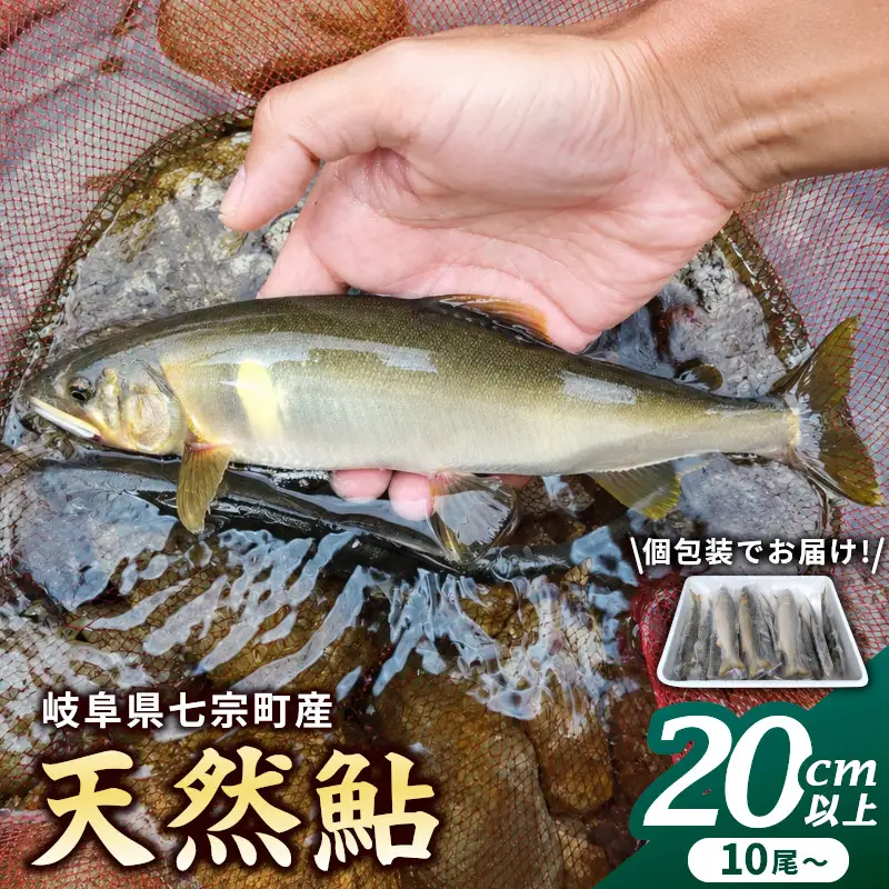 【2607-2569】※岐阜県産天然鮎七宗町産(20cm以上)