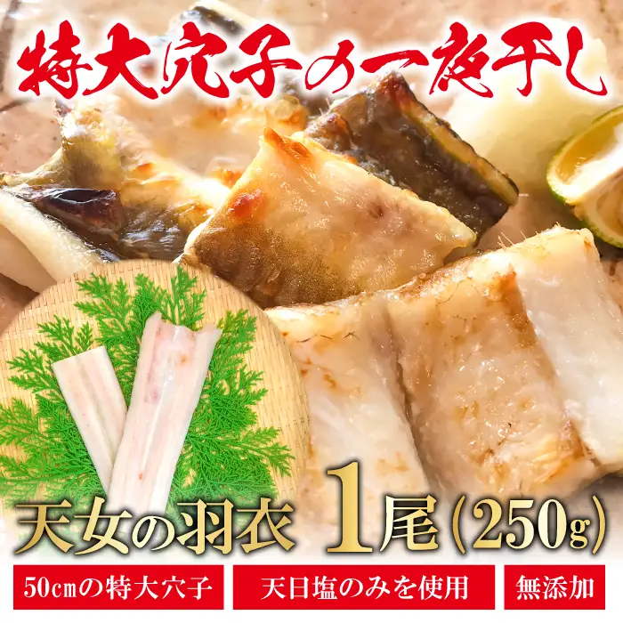 特大 あなご一夜干し 1尾 250g 「天女の羽衣」【穴子 一夜干し 250g 穴子干物 魚介類 魚 アナゴ 干物 特大 50cm 無添加 天日塩 新鮮 冷凍 真空パック 贈答 ギフト 父の日 母の日】