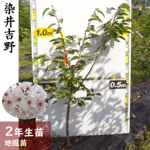 サクラ(桜) 染井吉野(ソメイヨシノ) 2年生 苗木 ＜すだ農園＞ | 京都府