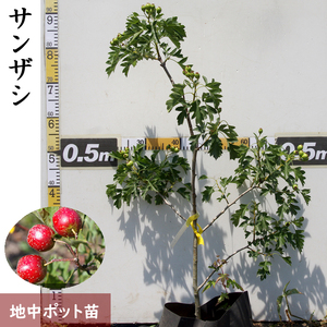 ＜すだ農園＞大苗 サンザシ(山査子)(品種おまかせ) 苗木