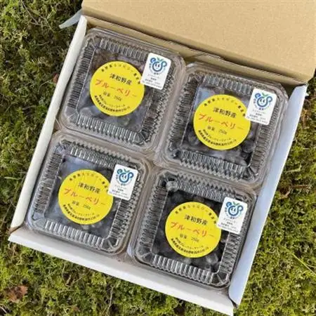 【2027年7月発送】朝どれ「生ブルーベリー」詰め合わせ〈1kg〉【栽培期間中農薬・化学肥料未使用】【配送不可地域：離島】【1210660】
