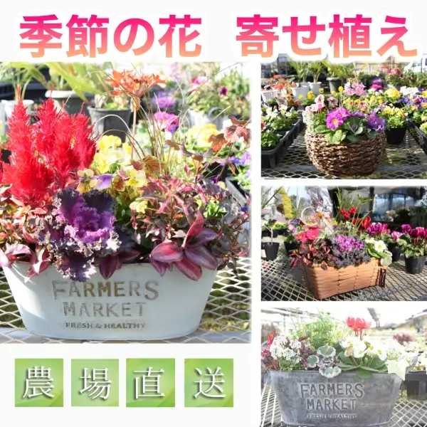 【農場直送！】季節の花　寄せ植え