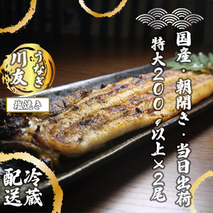 AK002_【冷蔵発送】朝開き国産うなぎ当日発送２尾（1尾あたり約200～230ｇ） 塩焼き 国産鰻 ウナギ