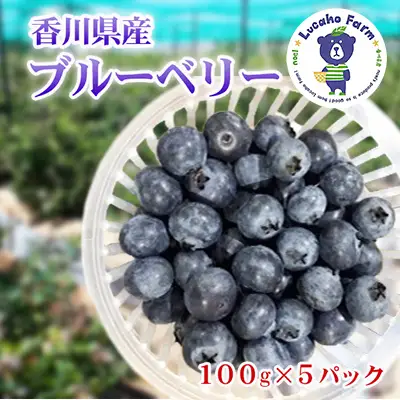 ブルーベリー Lucaho Farm 香川県産 ブルーベリー【100g×5p】【冷蔵】 【46312110】