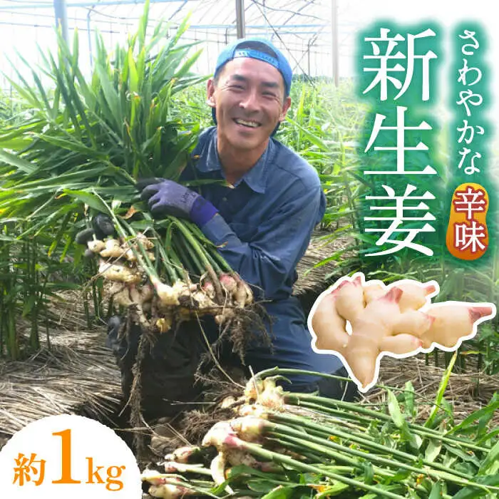 【2026年8月?発送】 新生姜 約1kg / ショウガ しょうが 生姜 / 南島原市 / ふくはちファーム/福島農園 [SBS015]