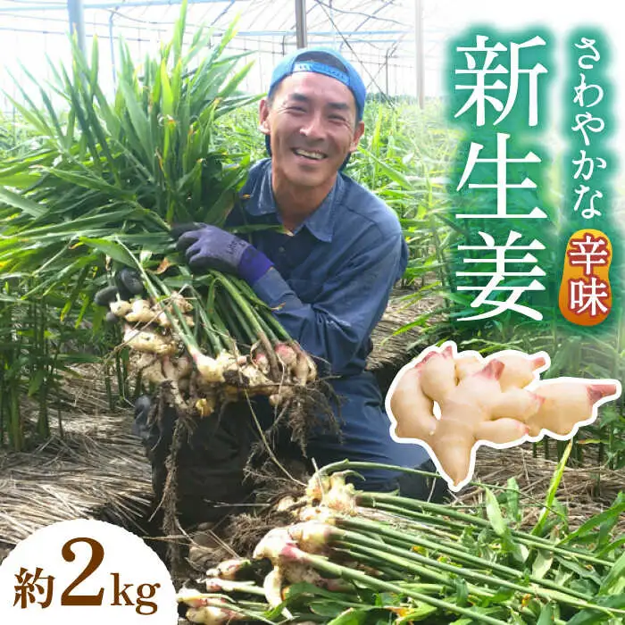 【2026年8月?発送】 新生姜 約2kg / ショウガ しょうが 生姜 / 南島原市 / ふくはちファーム [SBS016]