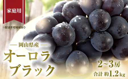 ぶどう 2026年 先行予約 ご家庭用 オーロラブラック 2～3房 合計約1.2kg ブドウ 葡萄  岡山県産 国産 フルーツ 果物 ギフト