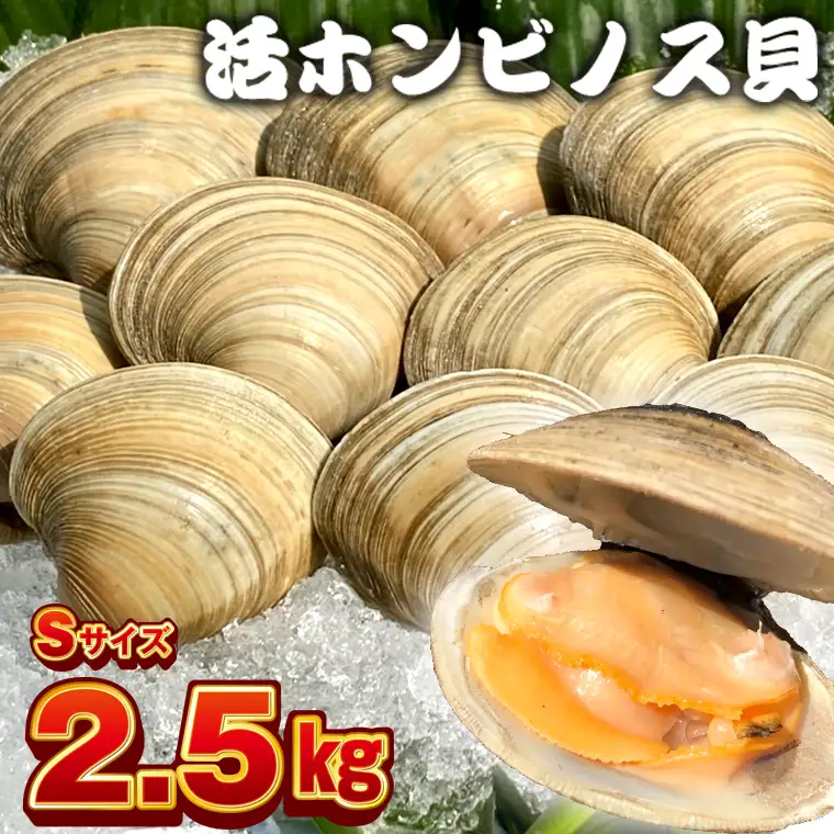 漁師直送！活ホンビノス貝2.5kg（Sサイズ）
