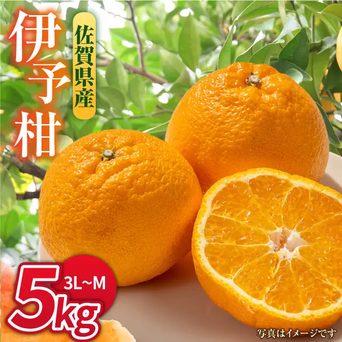 【先行予約・27年1月以降順次発送】佐賀県産 みかん 「伊予柑（いよかん）」 5kg |蜜柑 ミカン みかん| 吉野ヶ里町/リエンサーク [FCC008]