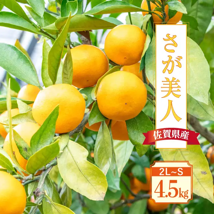 【先行予約・26年11月以降順次発送】佐賀県産「さが美人」4.5kg 吉野ヶ里町/リエンサーク [FCC011]