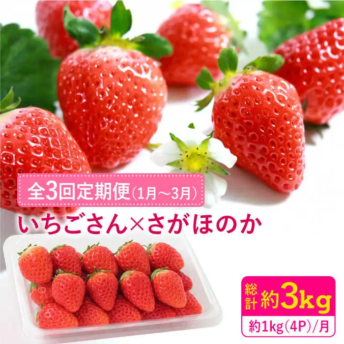 【先行予約】【全3回定期便・1月発送開始】さがほのか・いちごさん 計12P（4P×3回） |イチゴ いちご 苺 フルーツ 果物 佐賀県産 佐賀産 旬| 吉野ヶ里町/リエンサーク [FCC005]