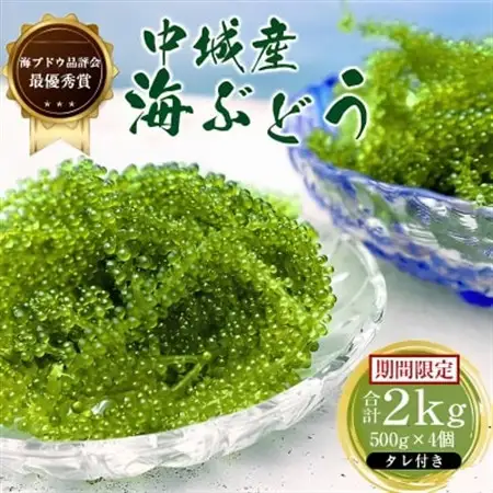 【沖縄から産地直送】県産海ぶどう品評会最優秀賞受賞!ちゅら海ぶどう2kg(500g×4箱)【1674924】