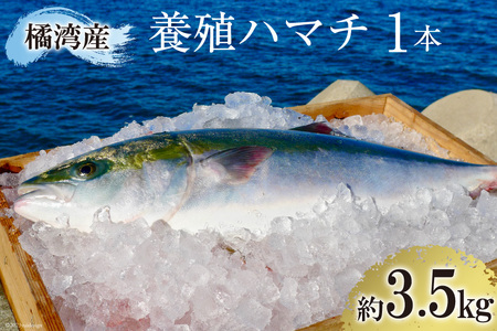 橘湾産養殖 ハマチ 1本 約3.5kg / 荒木鮮魚店 / 長崎県 雲仙市 [item1090]
