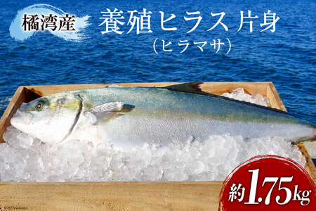 橘湾産養殖 ヒラス (ヒラマサ) 片身 約 1.75kg 処理済み 真空パック [荒木鮮魚店 長崎県 雲仙市 item2193] ひらす 個包装 パック済み