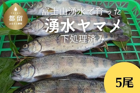 富士山の湧水で育った＜湧水ヤマメ5尾＞下処理済み