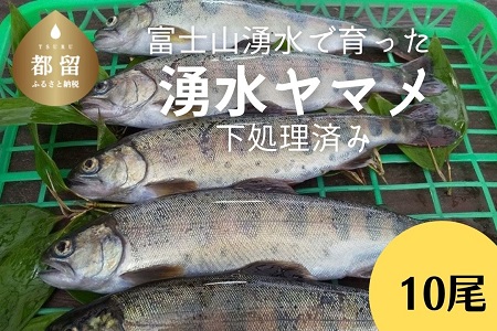 富士山の湧水で育った＜湧水ヤマメ10尾＞下処理済み