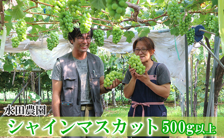 [2026年発送] 北海道 仁木町産 シャインマスカット 500g以上 ブドウ 果実 果物類 ぶどう 果物 くだもの フルーツ[水田農園]