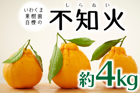 AA196.いわくま果樹園自慢の不知火／約4kg(2027年2～3月発送予定)