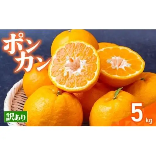 【早期予約】 訳あり 須崎産 ポンカン 5kg  1月中旬から発送開始