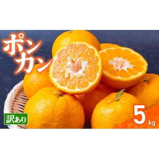 【早期受付】 ポンカン 5kg ぽんかん 2027年1月中旬より順次発送 