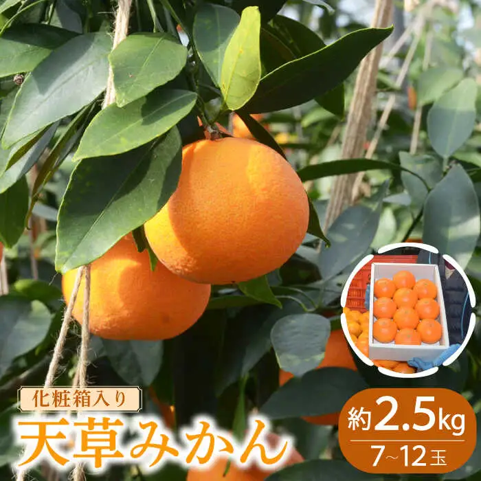 【2026年11月下旬-発送】天草みかん 約2.5kg [SAC001] みかん