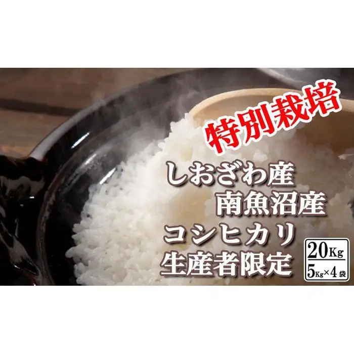 【令和7年】特別栽培 生産者限定 南魚沼しおざわ産コシヒカリ20Kg | コシヒカリ