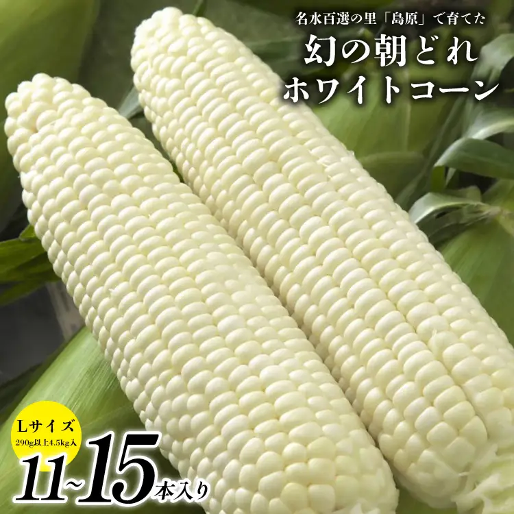 DE277 【令和9年度出荷分】 6月中旬から出荷！ 幻の朝どれ ホワイトコーン L以上×11～15本セット 4.5kg ～名水百選の里 島原産～