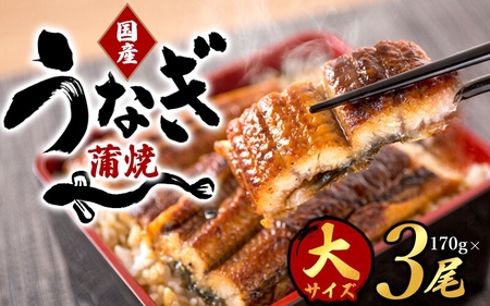 うなぎ 国産 3尾 （大型サイズ) タレ付き /  鰻  蒲焼【uot303A-3】