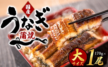 国産うなぎ 1尾 2人前（大型サイズ)【 化粧箱入 】 【uot714A】