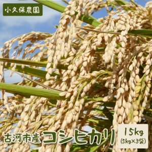 【令和7年産】古河市産 コシヒカリ15kg【小久保農園】 _AS03