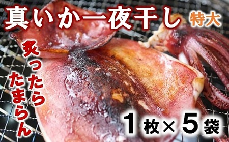 北三陸産 イカの一夜干し特大 １枚入り×５袋 イカ いか イカ焼き