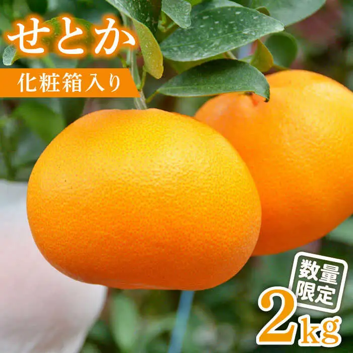 【2027年2月-発送】期間限定！せとか 2kg / みかん ミカン 蜜柑 みかん ミカン ミカン 果物 フルーツ 贈答用 化粧箱 / 南島原市 / JA島原雲仙東南部基幹センター[SAC002]