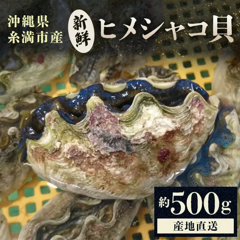 【産地直送】「海人のまち」で水揚げ！新鮮なヒメシャコ貝 約500g 海鮮 貝 シャコ貝 ヒメシャコ貝 刺身 魚介 魚貝 海産物 冷凍 お刺身 産地直送 国産 沖縄 沖縄県産 浜焼き BBQ バーベキュー アウトドア キャンプ 煮物 おつまみ 晩酌
