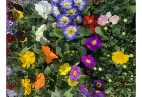 季節の花苗詰め合わせ【0667-2】