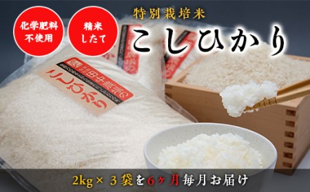 Y004 《新米予約受付開始！》 令和8年産 “土づくりの恵み” つやっつやの特別栽培米お届け  6ヶ月コース